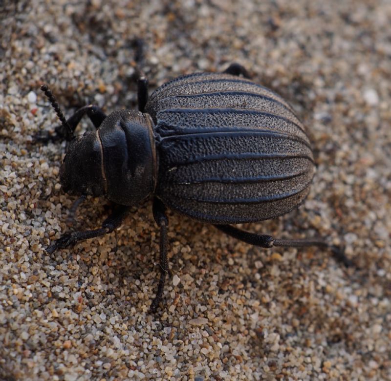 Da ID per favore: Pimelia bipunctata